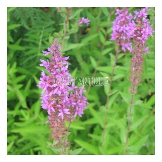 Salicaire, Lythrum salicaria, Arom'antique, 450 aromatiques bio.