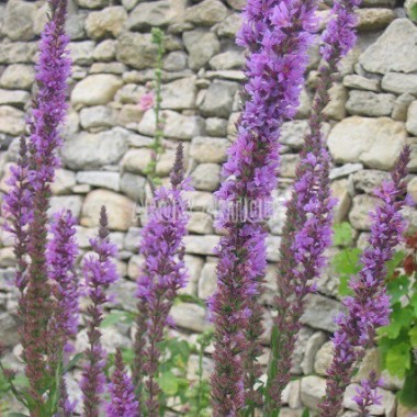 Salicaire, Lythrum salicaria, Arom'antique, 450 aromatiques bio. 2