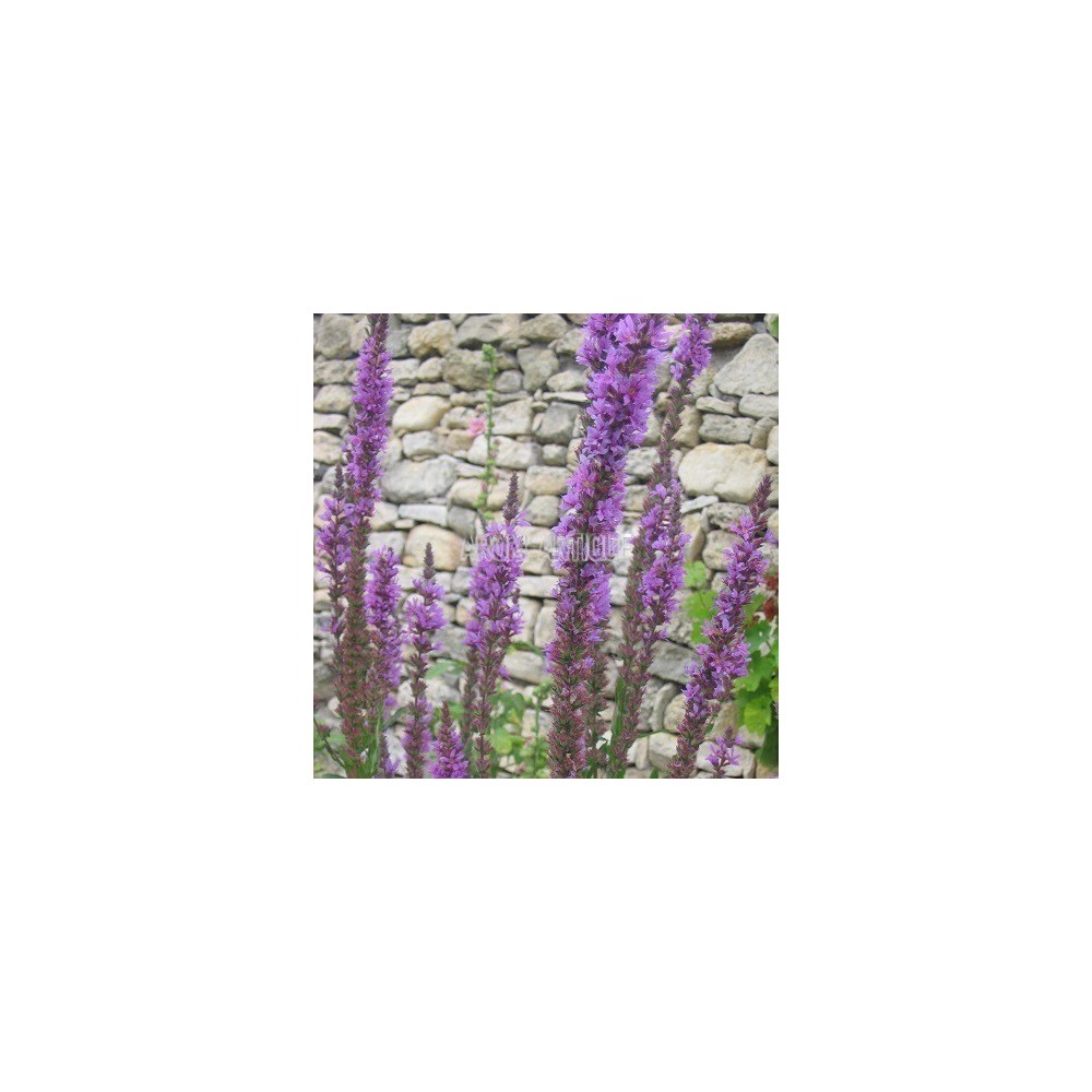 Salicaire, Lythrum salicaria, Arom'antique, 450 aromatiques bio.