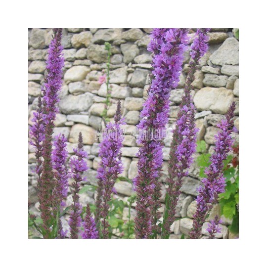 Salicaire, Lythrum salicaria, Arom'antique, 450 aromatiques bio.