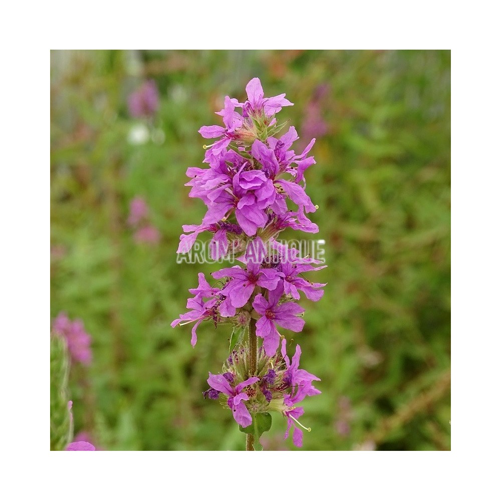 Salicaire, Lythrum salicaria, Arom'antique, 450 aromatiques bio.