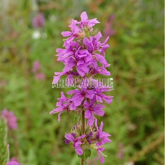 Salicaire, Lythrum salicaria, Arom'antique, 450 aromatiques bio.