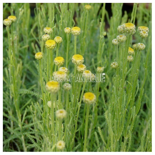 Santolina pinnata subsp. neapolitana, Santoline à feuilles de lavande.
