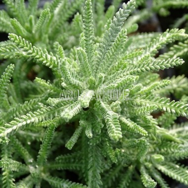 Santolina pinnata subsp. neapolitana, Santoline à feuilles de lavande. 2