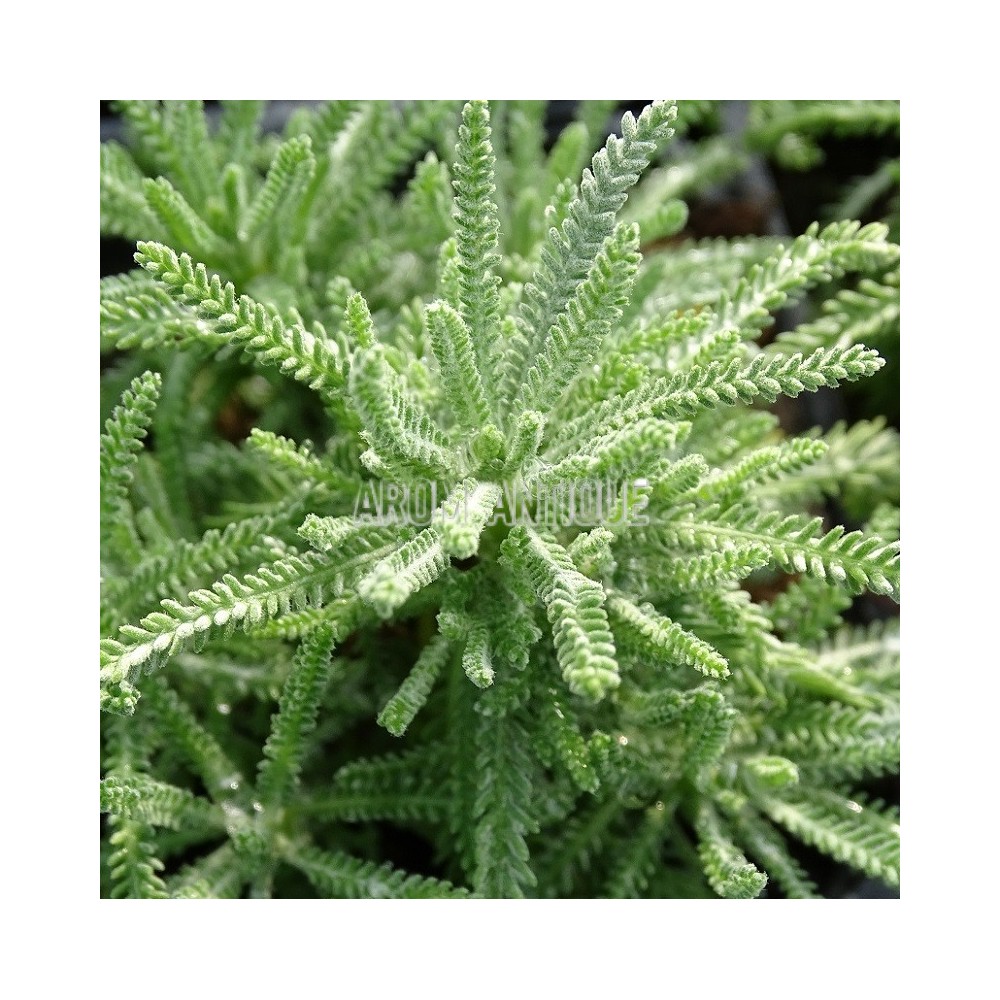 Santolina pinnata subsp. neapolitana, Santoline à feuilles de lavande.