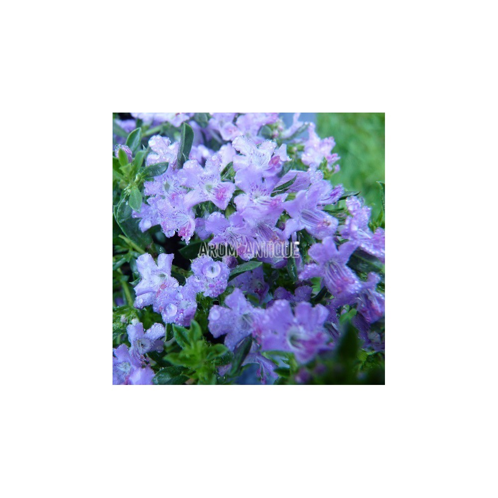 Sarriette de Turquie, Satureja subspicata, Arom'antique, aromatiques.