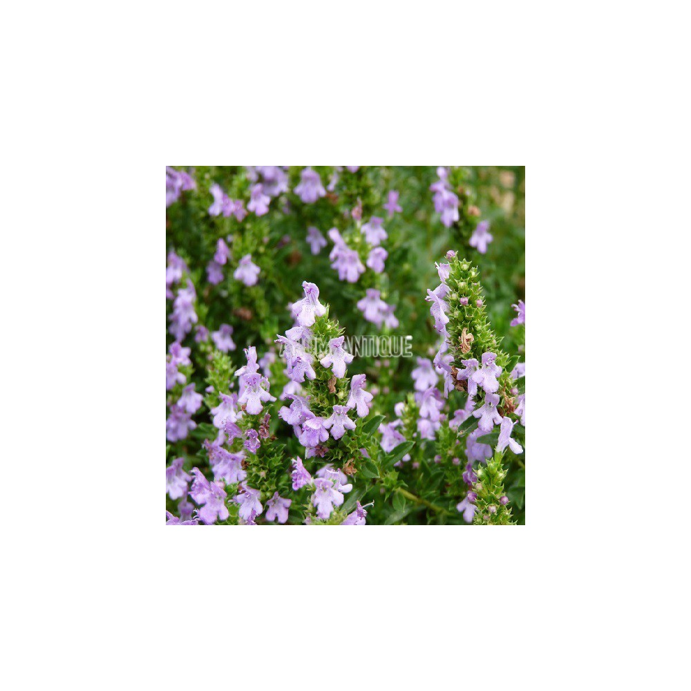 Sarriette de Turquie, Satureja subspicata, Arom'antique, aromatiques.