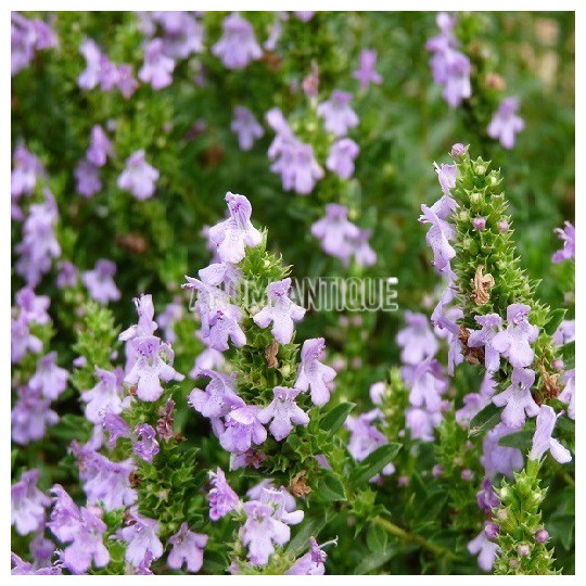 Sarriette de Turquie, Satureja subspicata, Arom'antique, aromatiques.