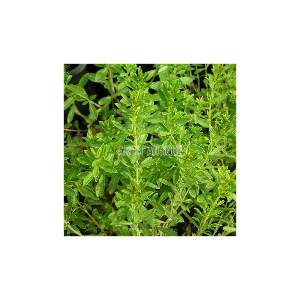 Sarriette de Turquie, Satureja subspicata, Arom'antique, aromatiques.