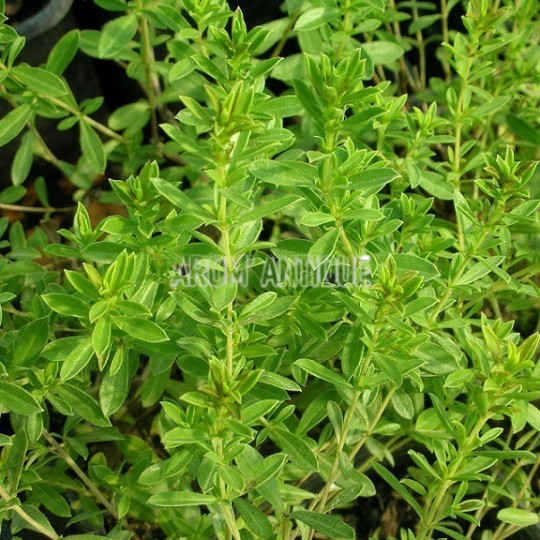 Sarriette de Turquie, Satureja subspicata, Arom'antique, aromatiques.