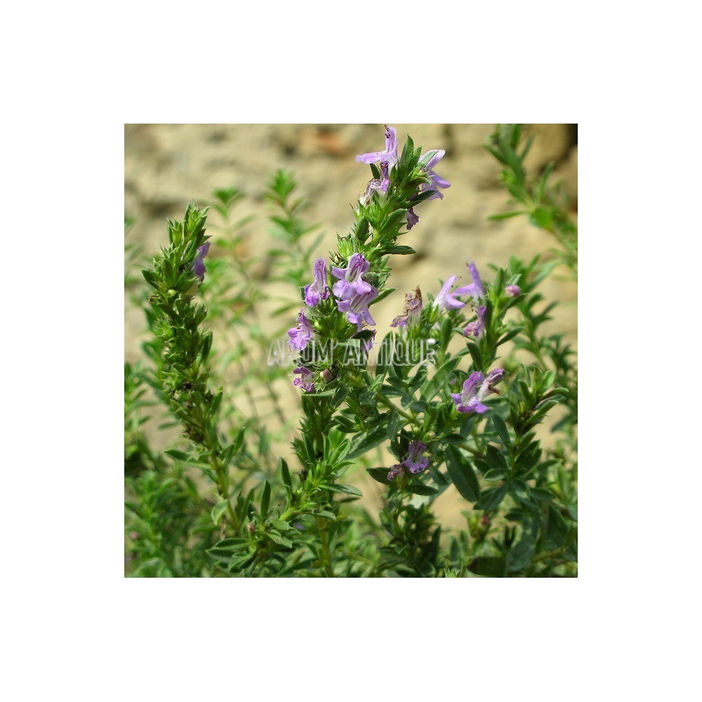 Sarriette de Turquie, Satureja subspicata, Arom'antique, aromatiques.