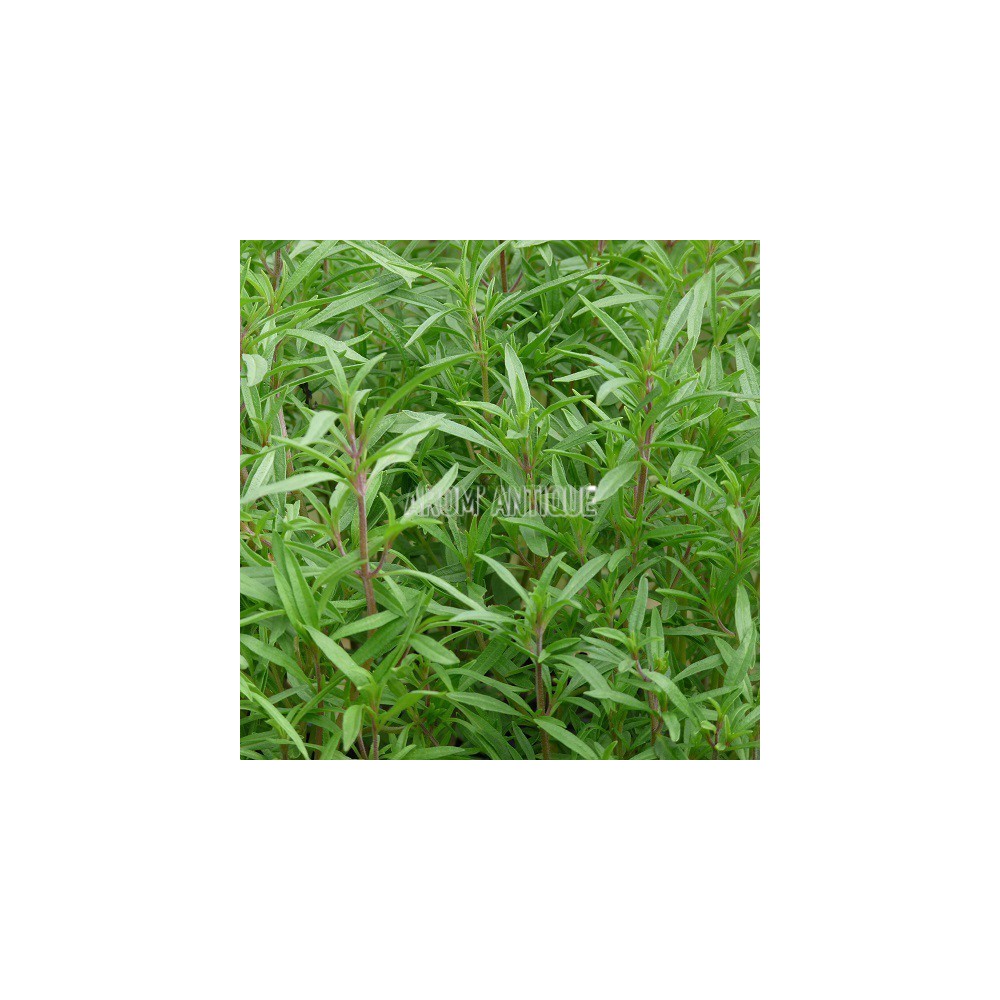 Sarriette des jardins (feuillage)