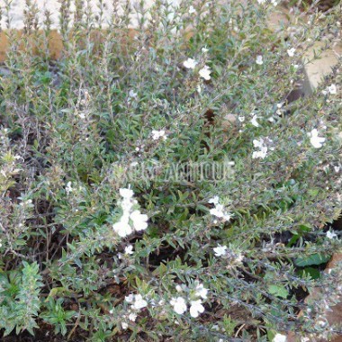 Sarriette épineuse, Satureja spinosa, Arom'antique, aromatiques bio.