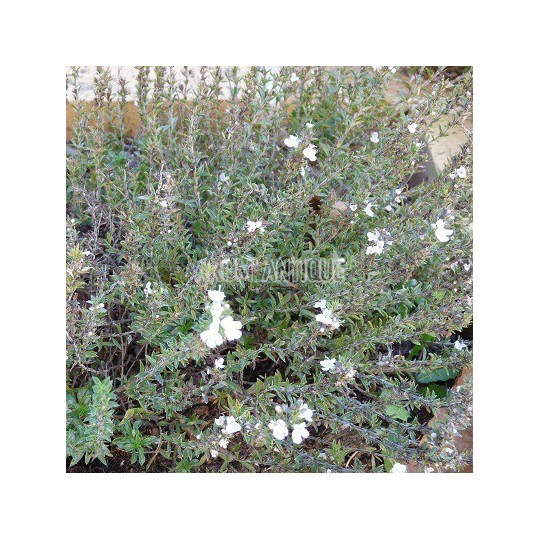 Sarriette épineuse, Satureja spinosa, Arom'antique, aromatiques bio.