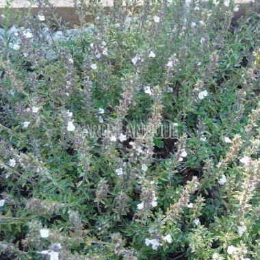 Sarriette épineuse, Satureja spinosa, Arom'antique, aromatiques bio. 2