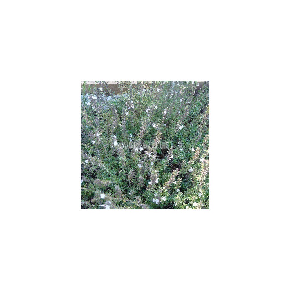 Sarriette épineuse, Satureja spinosa, Arom'antique, aromatiques bio.