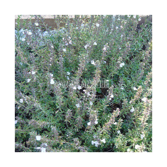Sarriette épineuse, Satureja spinosa, Arom'antique, aromatiques bio.