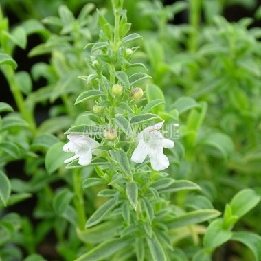 Sarriette de Grèce, satureja parnassica, Arom'antique, aromatiques. 2