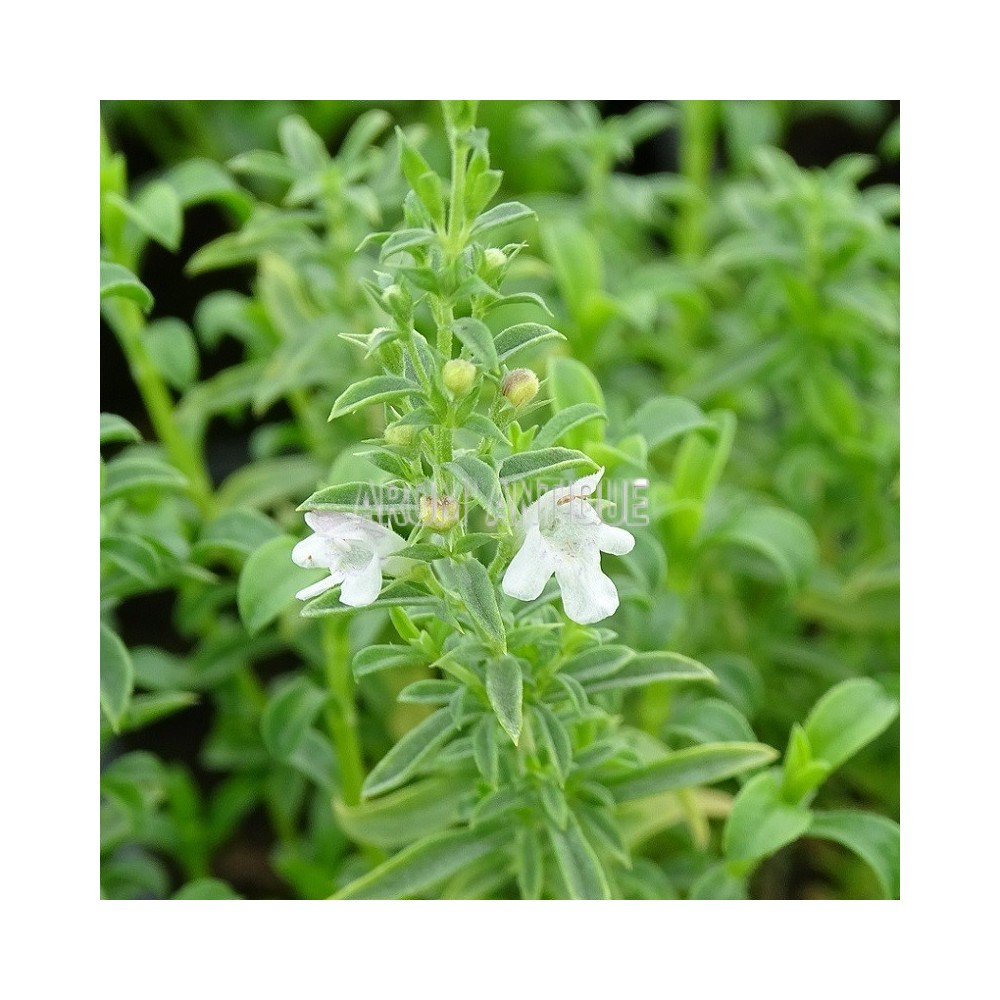 Sarriette de Grèce, satureja parnassica, Arom'antique, aromatiques.