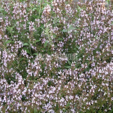 Sauge fruticosa, Salvia fruticosa, Arom'antique, 450 aromatiques bio. 2