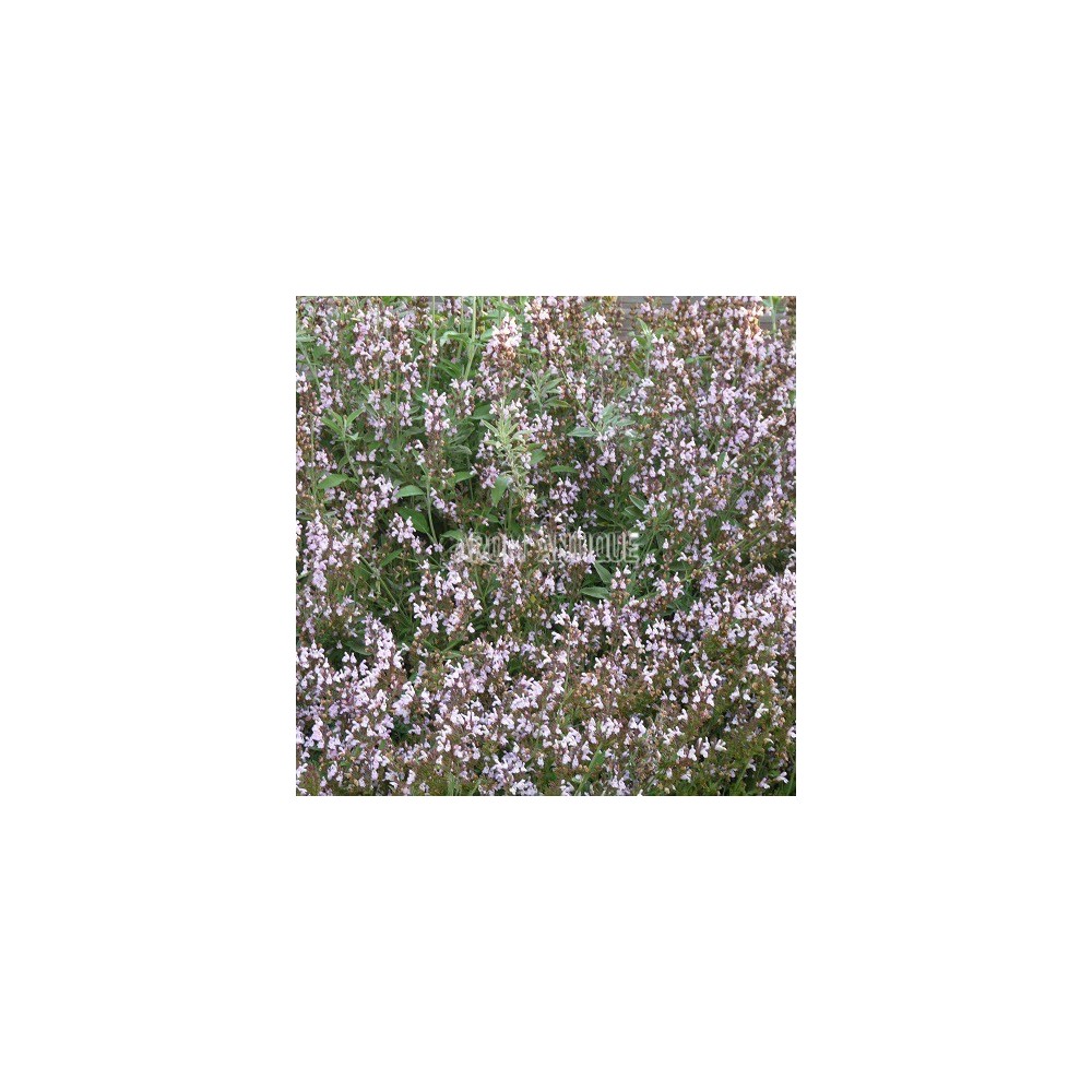 Sauge fruticosa, Salvia fruticosa, Arom'antique, 450 aromatiques bio.