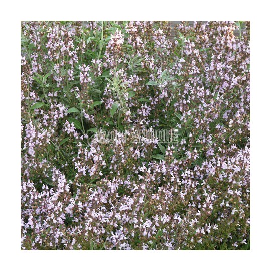 Sauge fruticosa, Salvia fruticosa, Arom'antique, 450 aromatiques bio.