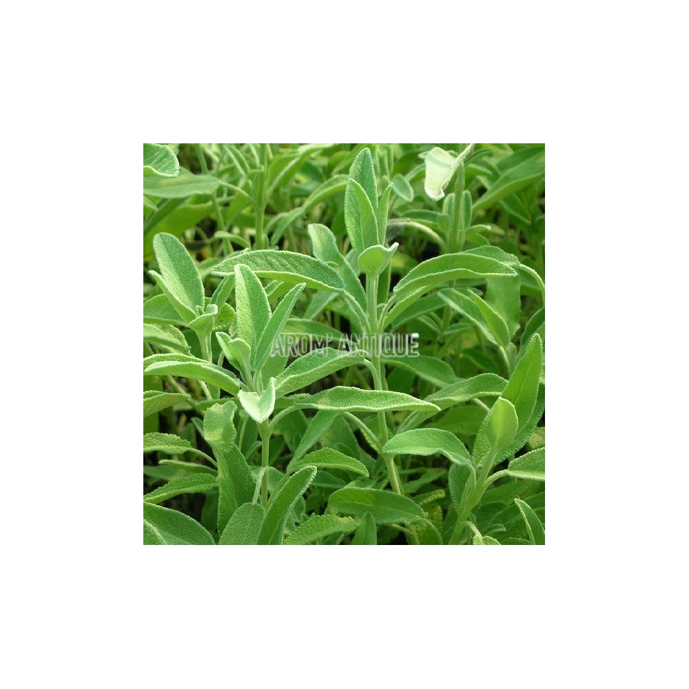Sauge fruticosa, Salvia fruticosa, Arom'antique, 450 aromatiques bio.