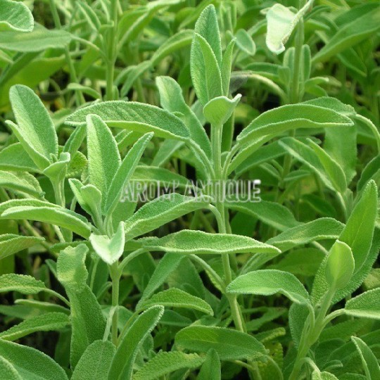 Sauge fruticosa, Salvia fruticosa, Arom'antique, 450 aromatiques bio.