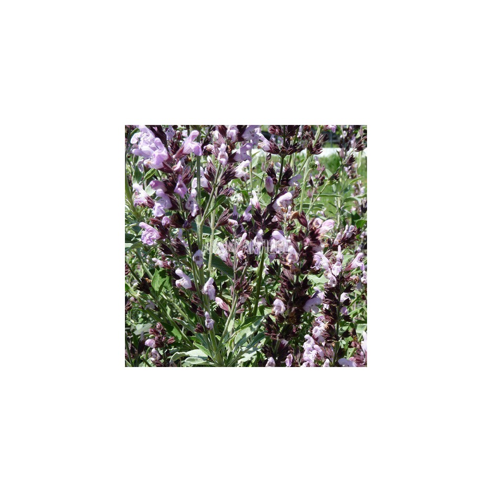 Sauge fruticosa, Salvia fruticosa, Arom'antique, 450 aromatiques bio.