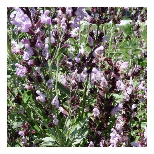 Sauge fruticosa, Salvia fruticosa, Arom'antique, 450 aromatiques bio.