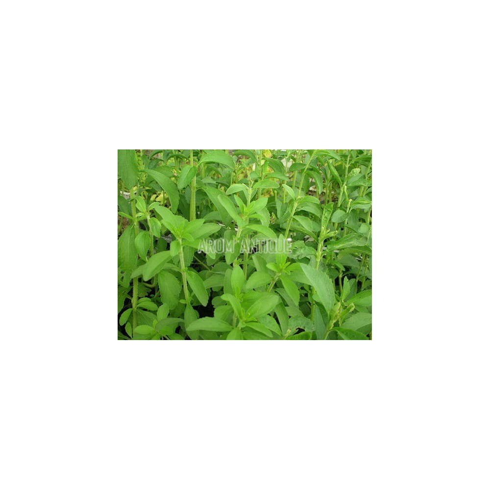 Herbe à sucre