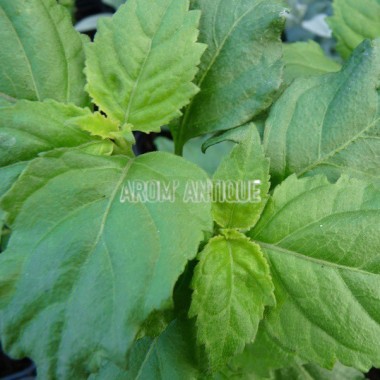 Patchouli, Pogostemon cablin, Arom'antique, 450 aromatiques bio.