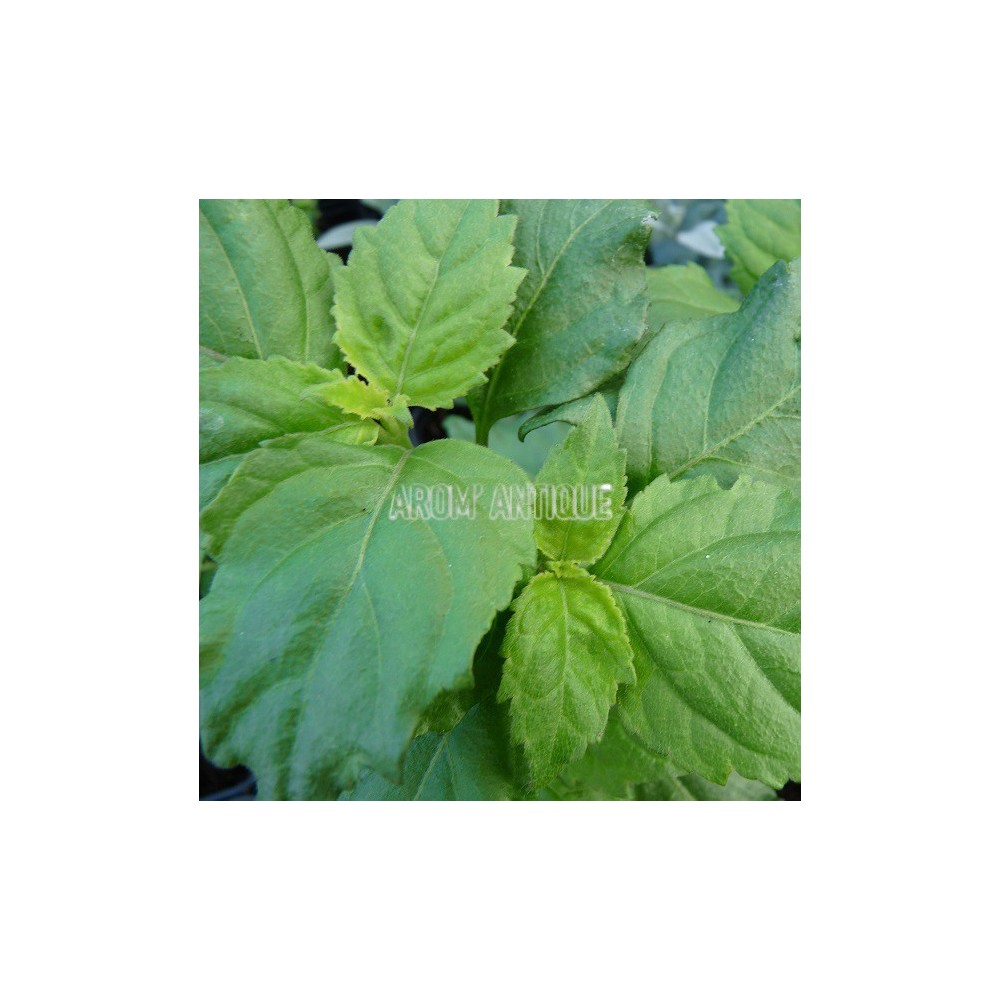 Patchouli, Pogostemon cablin, Arom'antique, 450 aromatiques bio.