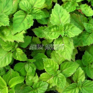 Patchouli, Pogostemon cablin, Arom'antique, 450 aromatiques bio. 2