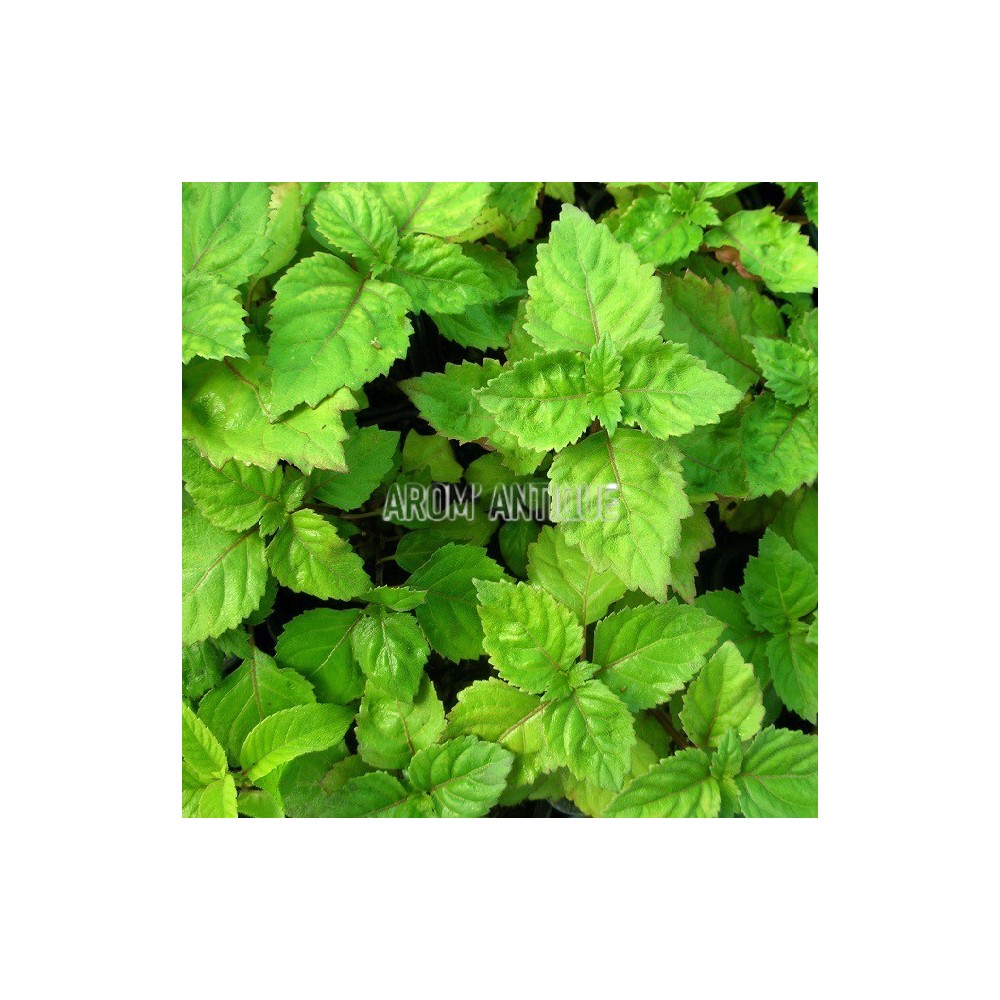Patchouli, Pogostemon cablin, Arom'antique, 450 aromatiques bio.