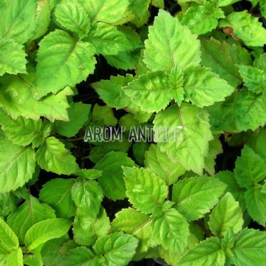 Patchouli, Pogostemon cablin, Arom'antique, 450 aromatiques bio.