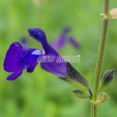 Sauge lycioides, Salvia lycioides, Arom'antique, 450 aromatiques bio. 2