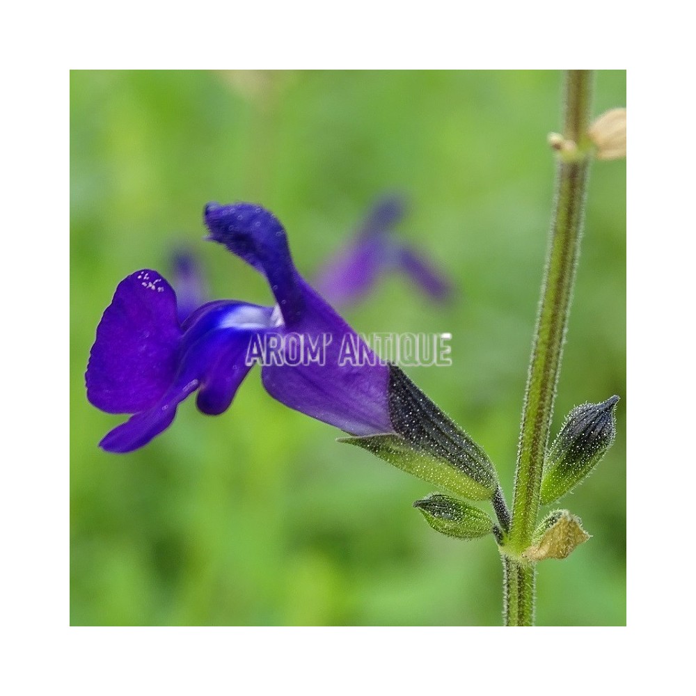Sauge lycioides, Salvia lycioides, Arom'antique, 450 aromatiques bio.