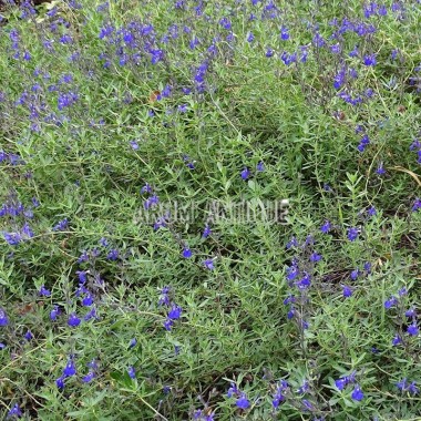 Sauge lycioides, Salvia lycioides, Arom'antique, 450 aromatiques bio.