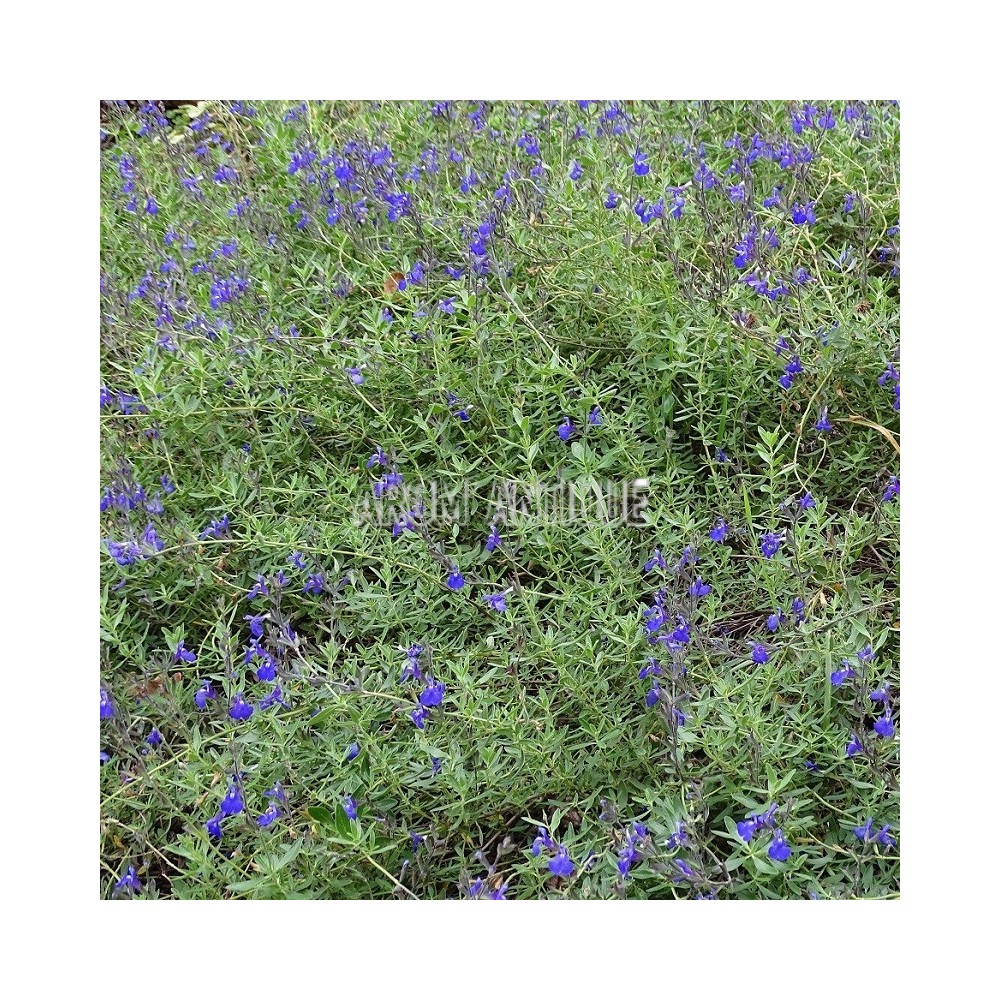 Sauge lycioides, Salvia lycioides, Arom'antique, 450 aromatiques bio.