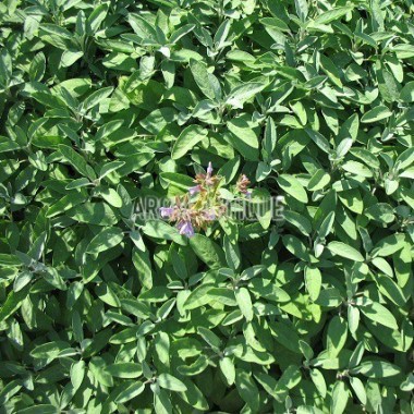 Sauge officinale, salvia officinalis, Arom'antique, 450 aromatiques. 2