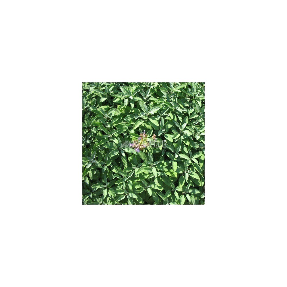 Sauge officinale, salvia officinalis, Arom'antique, 450 aromatiques.