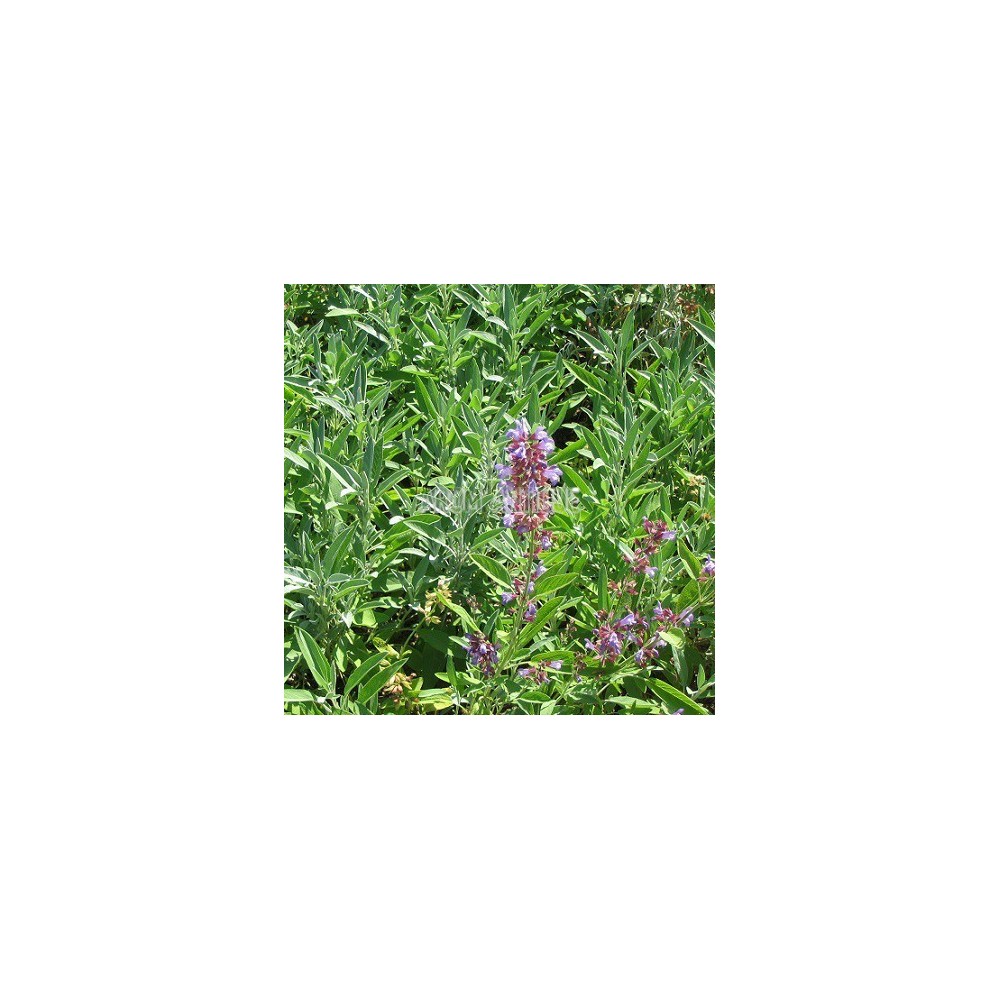 Sauge officinale, salvia officinalis, Arom'antique, 450 aromatiques.