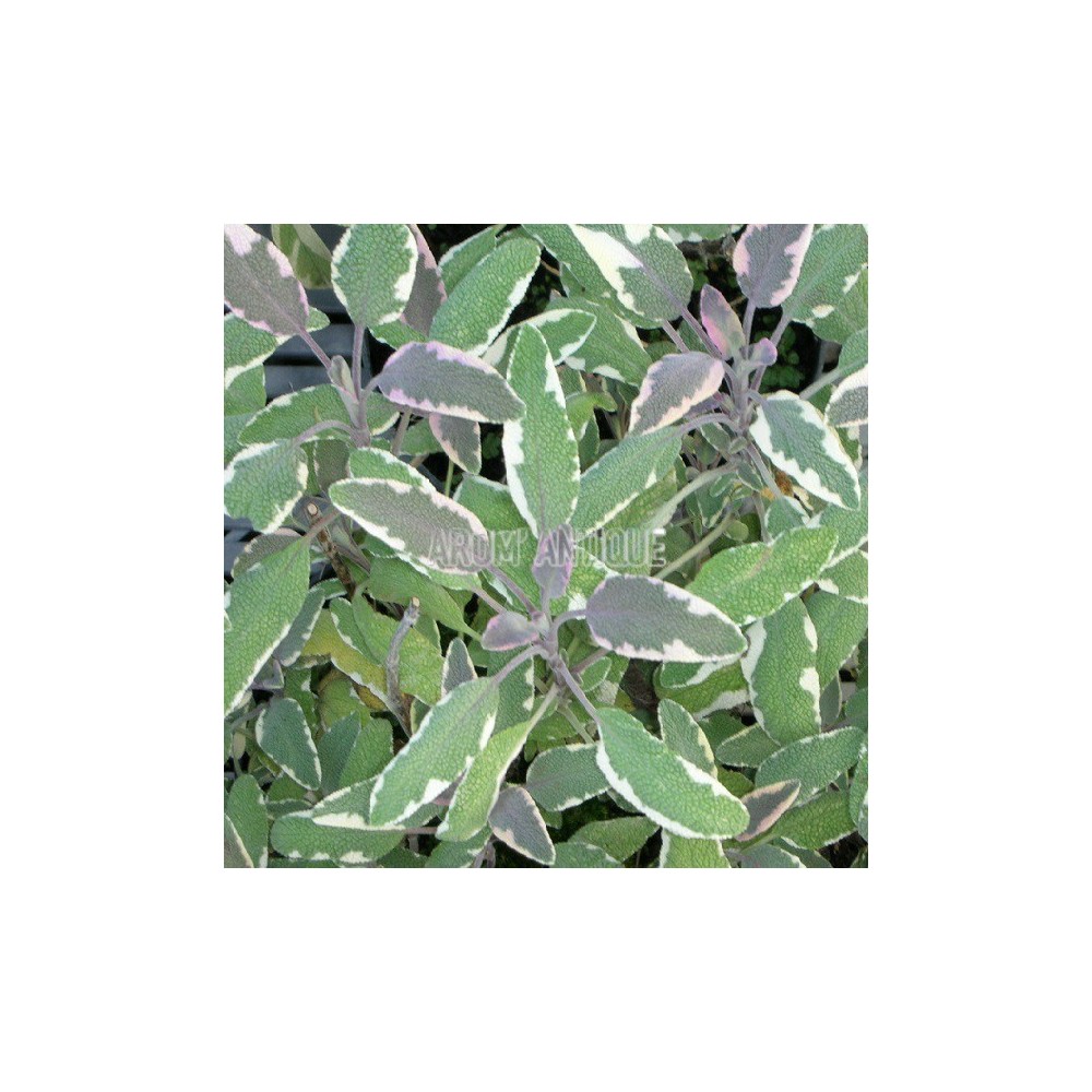 Sauge officinale tricolore, Salvia officinalis 'Tricolor, Arom'antique