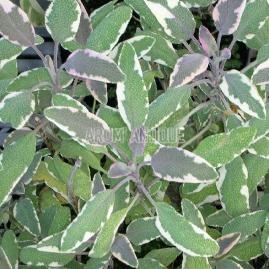 Sauge officinale tricolore, Salvia officinalis 'Tricolor, Arom'antique