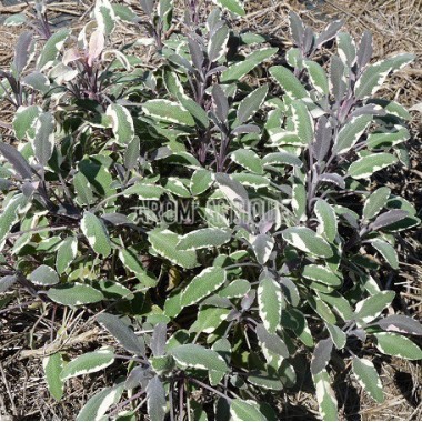 Sauge officinale tricolore, Salvia officinalis 'Tricolor, Arom'antique 2