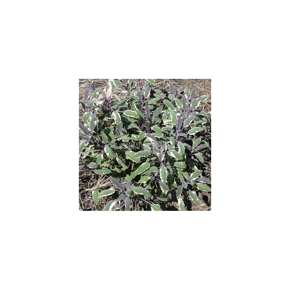 Sauge officinale tricolore, Salvia officinalis 'Tricolor, Arom'antique