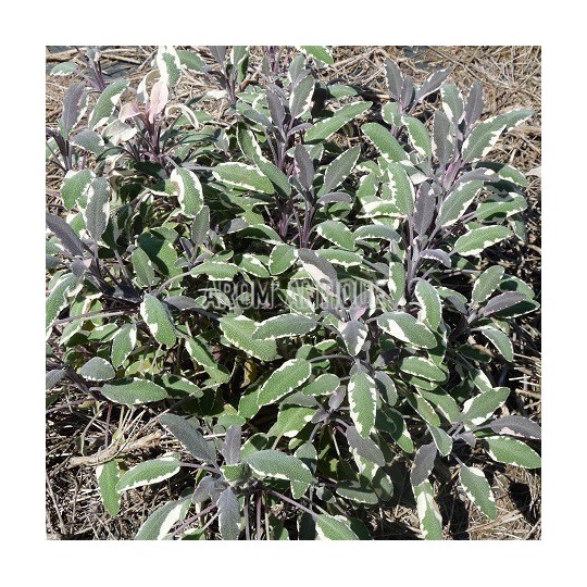 Sauge officinale tricolore, Salvia officinalis 'Tricolor, Arom'antique