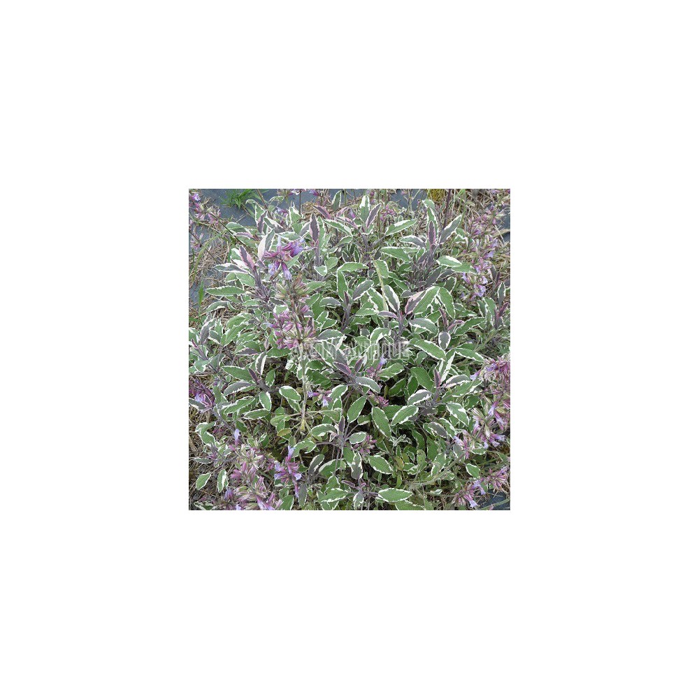 Sauge officinale tricolore, Salvia officinalis 'Tricolor, Arom'antique