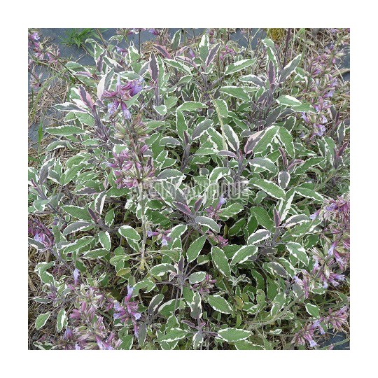 Sauge officinale tricolore, Salvia officinalis 'Tricolor, Arom'antique